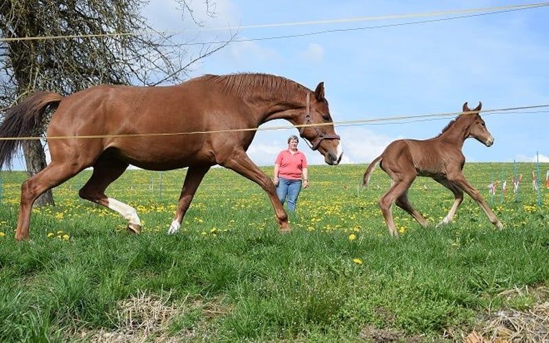 Hannoveraner, Stute in Isny im Allgäu