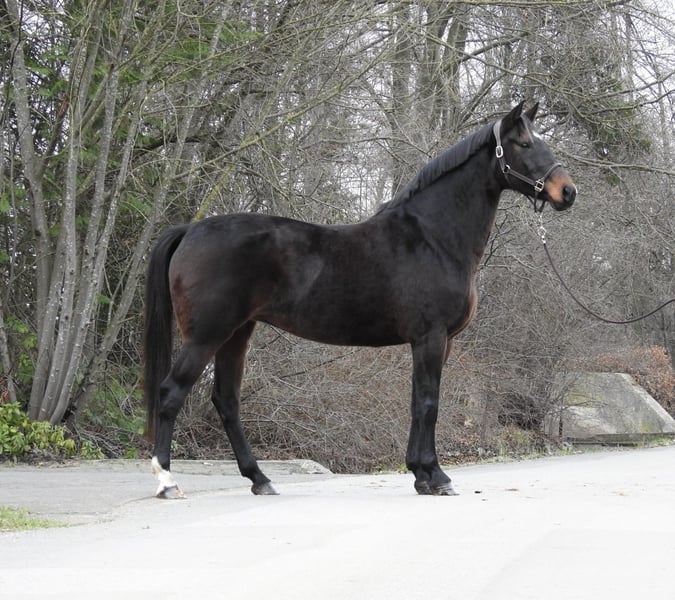 Hannoveraner, Stute in Verl