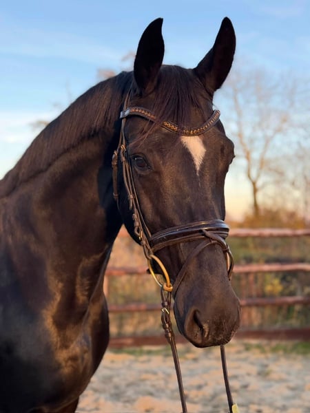Hannoveraner, Stute in Hamm