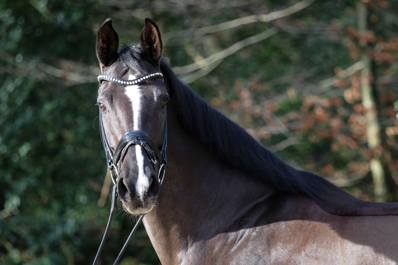 Hannoveraner, Stute in Wuppertal