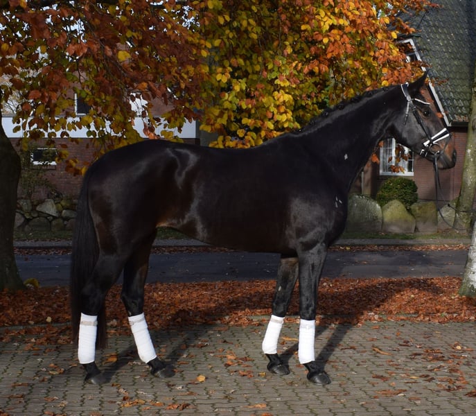 Hannoveraner, Stute in Fredenbeck