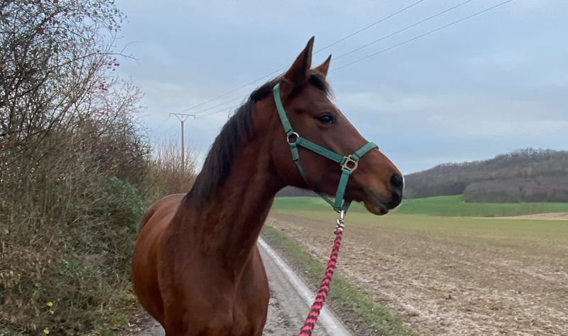 Hannoveraner, Stute in Gleichen