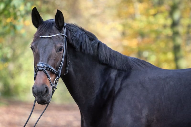 Hannoveraner, Stute in Wuppertal