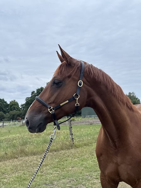 Hannoveraner, Stute in Langwedel