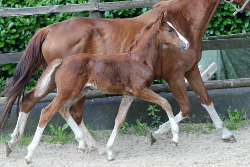 Hannoveraner Stute Fohlen (05/2024) 168 cm Dunkelfuchs in Kutenholz