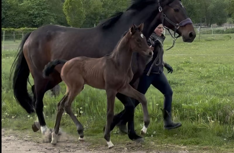 Hannoveraner, Stute in Langwedel