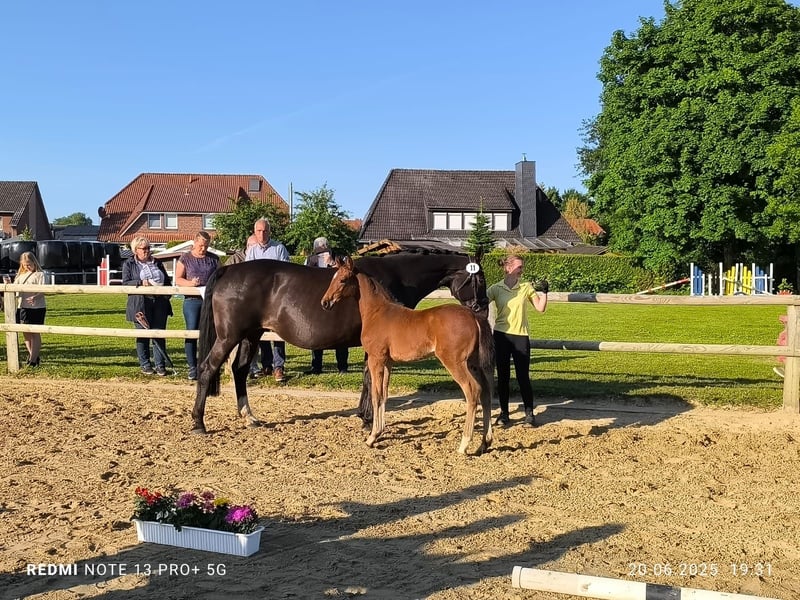 Hannoveraner, Stute in Dornum