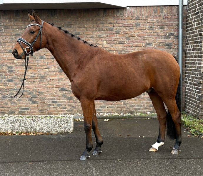 Hannoveraner, Wallach in Niederkassel