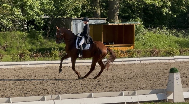 Hannoveraner, Wallach in Nordwalde