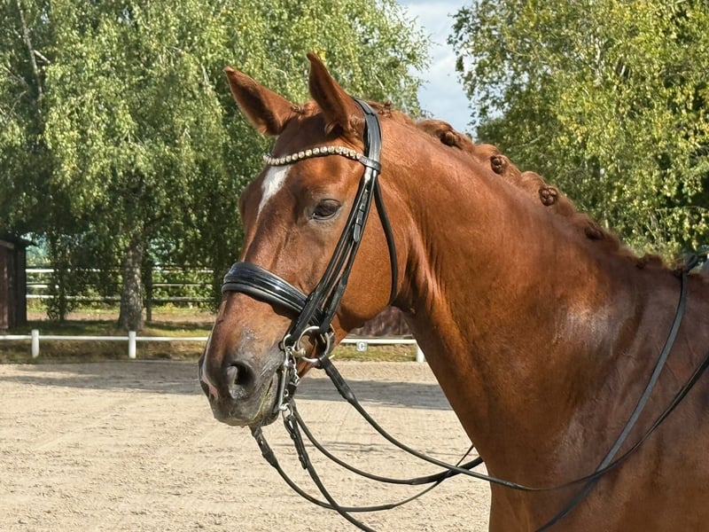 Hannoveraner, Wallach in Ahrensburg