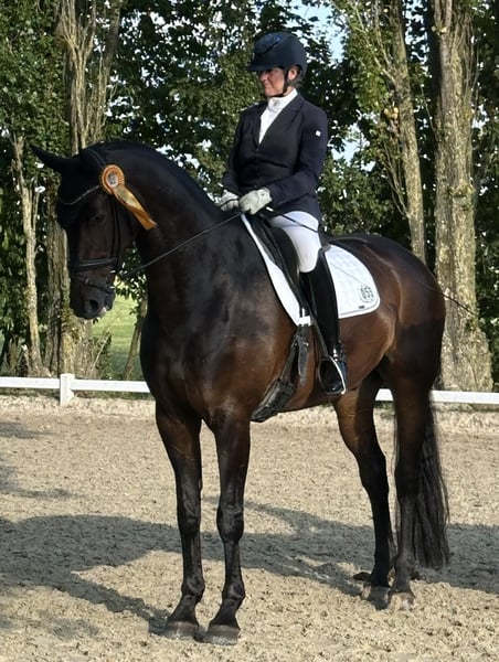 Hannoveraner, Wallach in Grefrath