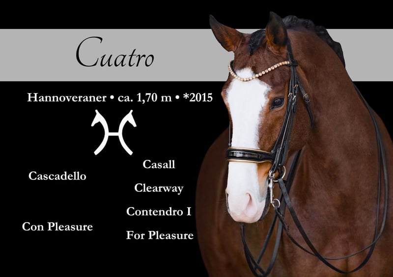 Hannoveraner, Wallach in Wehringen