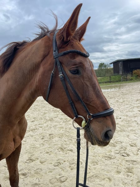 Hannoveraner, Wallach in Lohmar