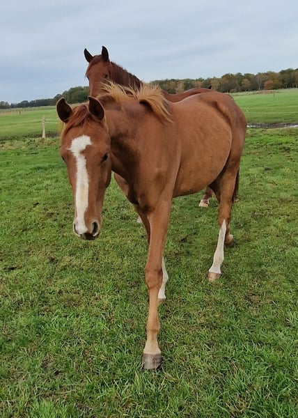 Hannoveraner, Wallach in Nienhagen