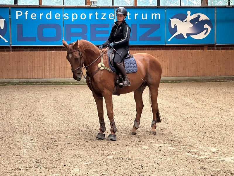 Hannoveraner, Wallach in Osterholz-Scharmbeck