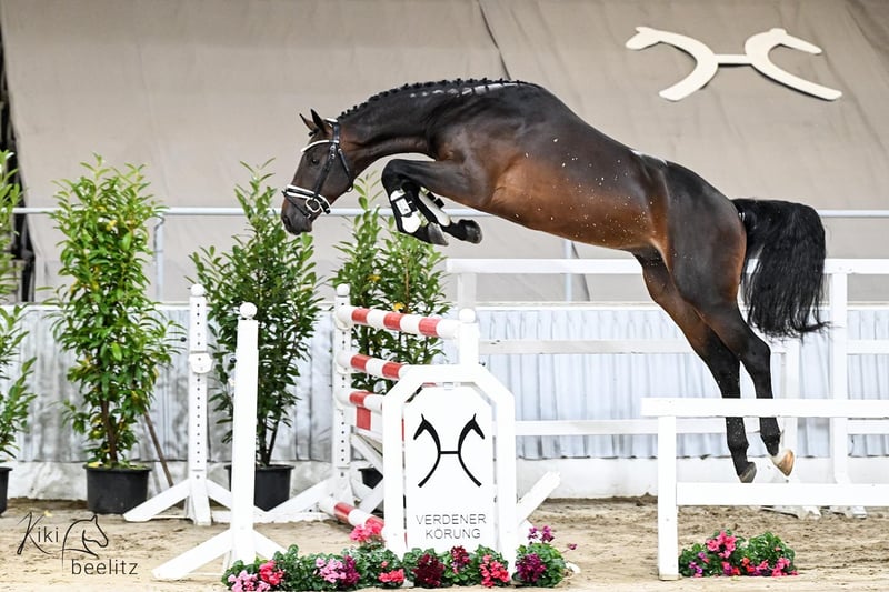 Hannoveraner, Wallach in Wingst