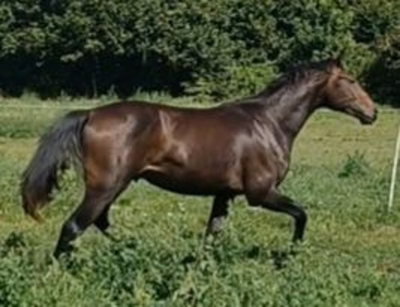 Hannoveraner, Wallach in Mühlenberge