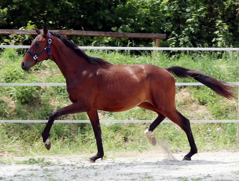 Hannoveraner, Wallach in Dentlein am Forst