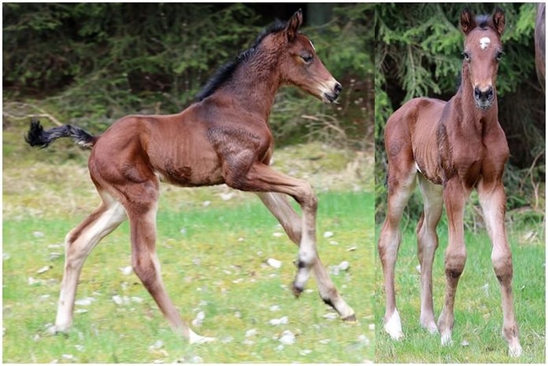 Hannoveraner, Wallach in Dentlein am Forst