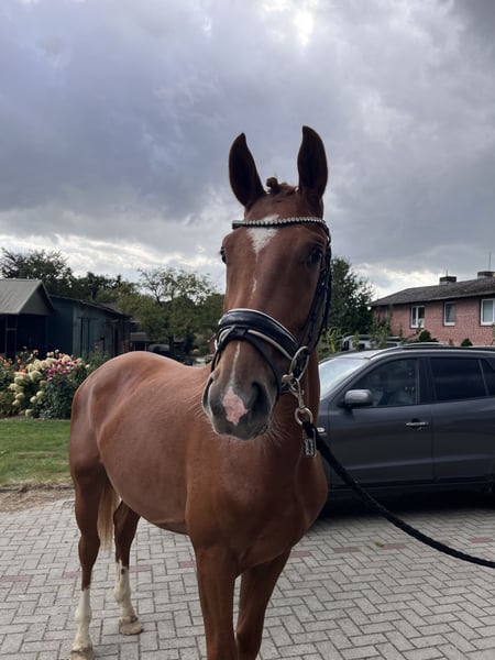 Hannoveraner, Wallach in Bliedersdorf