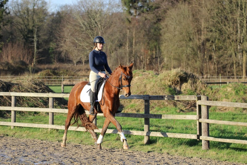 Hannoveraner, Wallach in Freren