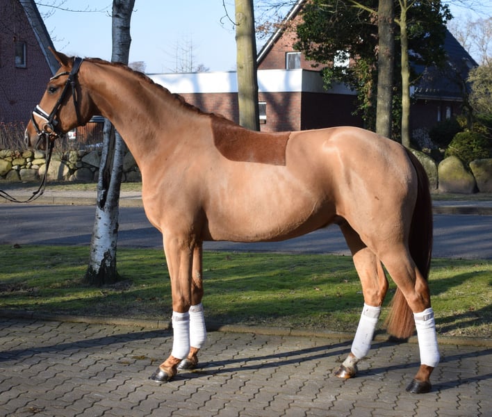 Hannoveraner, Wallach in Fredenbeck