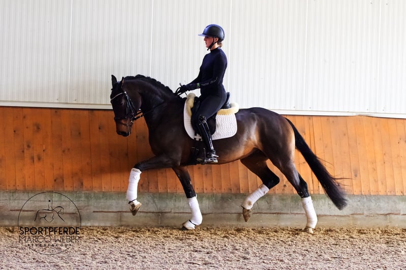 Hannoveraner, Wallach in Weyhe