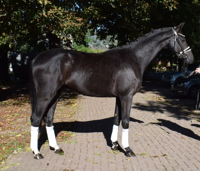 Hannoveraner, Wallach in Fredenbeck