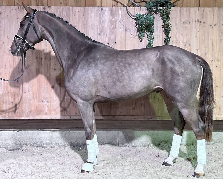 Hannoveraner, Wallach in Riedlingen