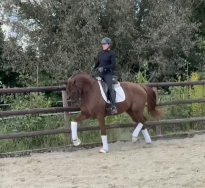 Hannoveraner, Wallach in Hamm