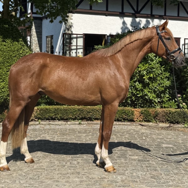 Hannoveraner, Wallach in Kronberg im Taunus