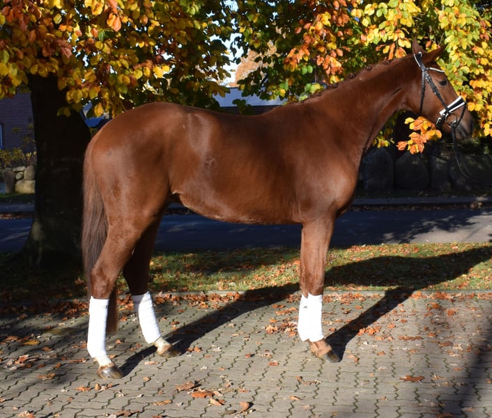 Hannoveraner, Wallach in Fredenbeck