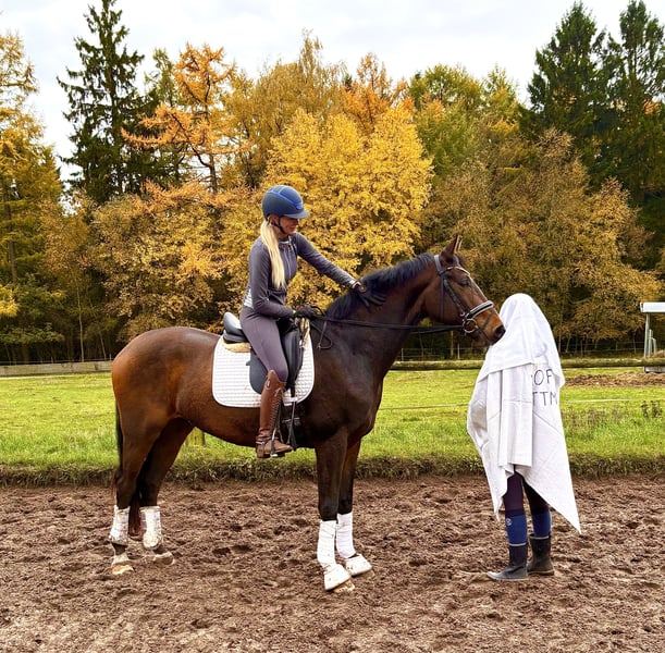 Hannoveraner, Wallach in Kirchlinteln