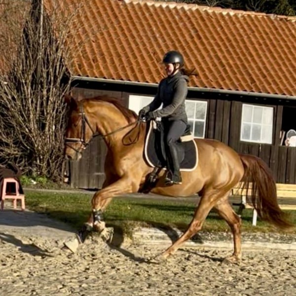 Hannoveraner, Wallach in Rosdorf