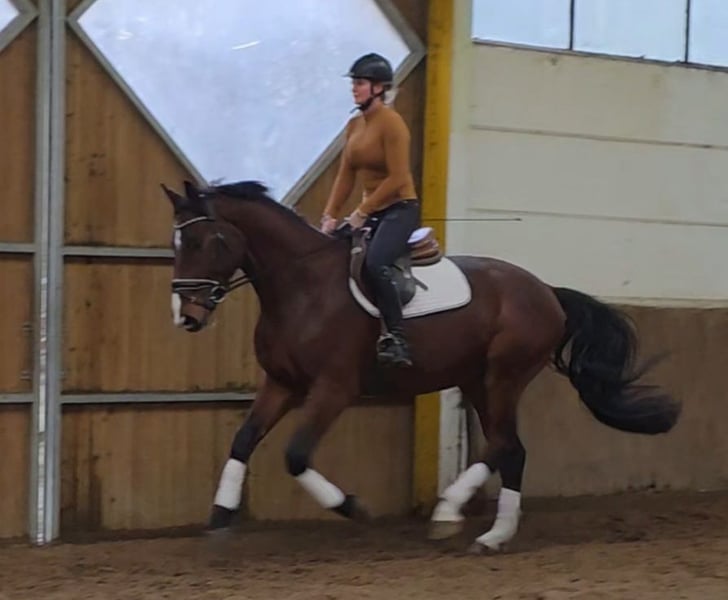 Hannoveraner, Wallach in Braunschweig