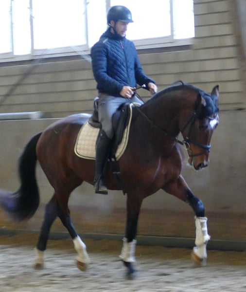 Hannoveraner, Wallach in Greifenstein