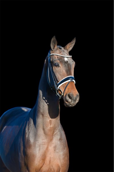 Hannoveraner, Wallach in Vechta