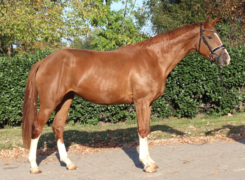 Hannoveraner, Wallach in Selsingen