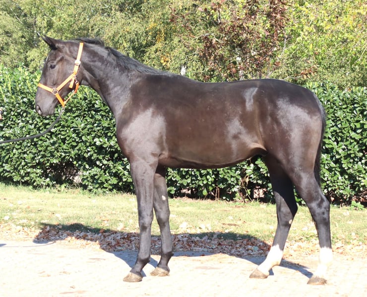 Hannoveraner, Wallach in Selsingen