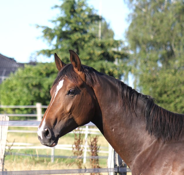 Hannoveraner, Wallach in Ratekau