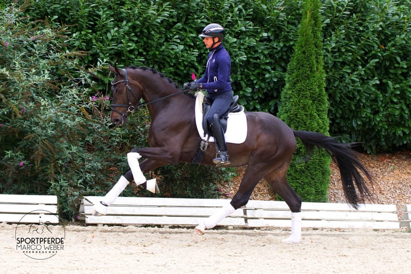 Hannoveraner, Wallach in Petershagen