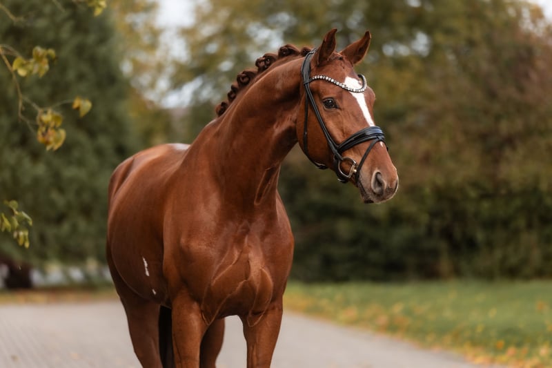 Hannoveraner, Wallach in Lippetal