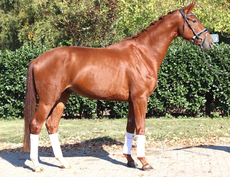 Hannoveraner, Wallach in Selsingen