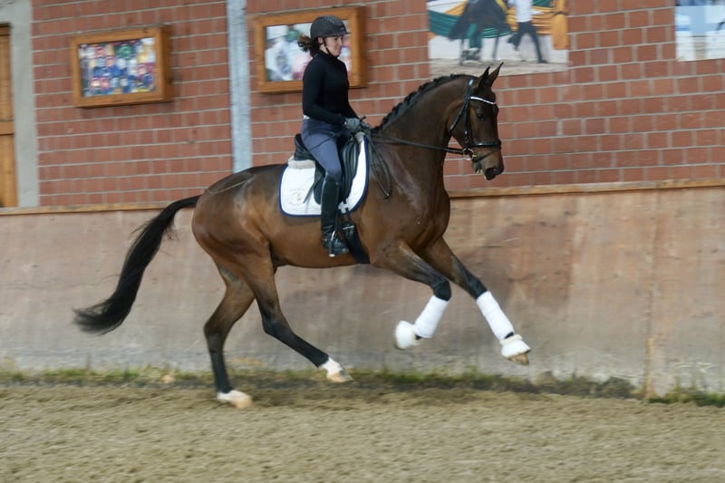 Hannoveraner, Wallach in Paderborn