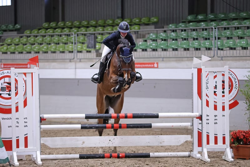 Hannoveraner, Wallach in Bargstedt