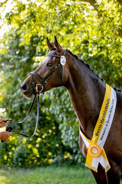 Hannoveraner Wallach 4 Jahre 168 cm Brauner in Elsoff