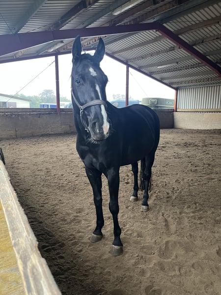 Hannoveraner, Wallach in Edingen-Neckarhausen