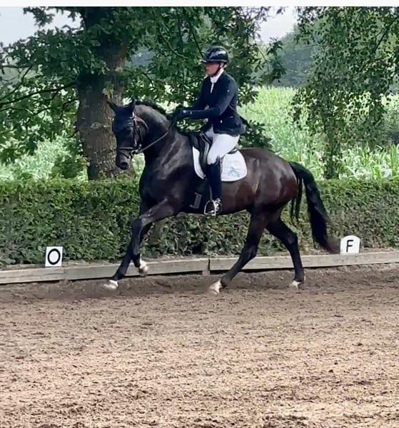 Hannoveraner, Wallach in Fleckeby