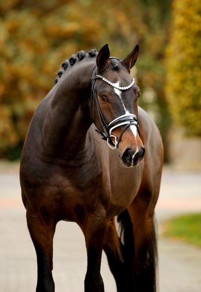 Hannoveraner, Wallach in Vechta