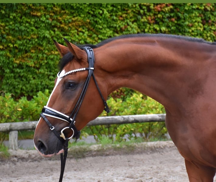 Hannoveraner, Wallach in Neuss